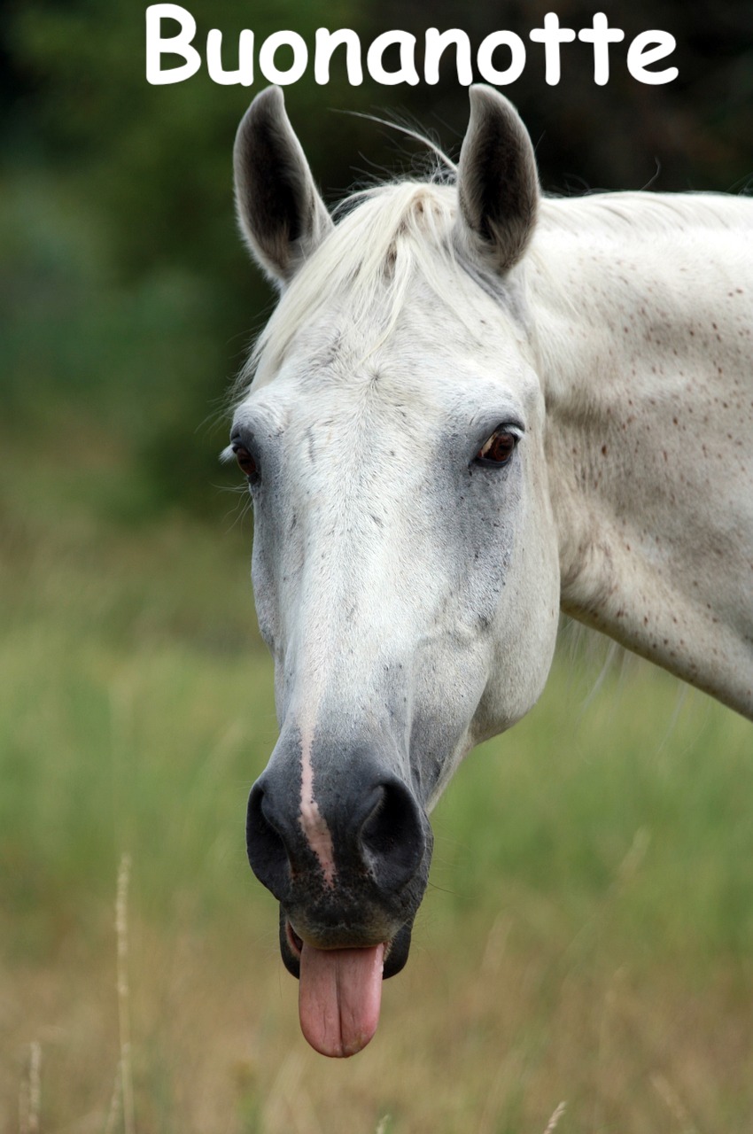  un cavallo con la lingua fuori